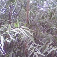 速生柳