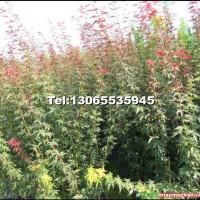 雞爪槭小苗