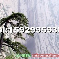 華山松