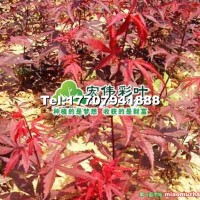 歐洲紅楓-三季紅