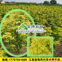 金葉水杉