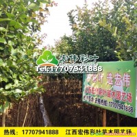 速生紫薇