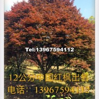 青楓小苗