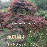羽毛楓