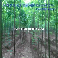 梓樹