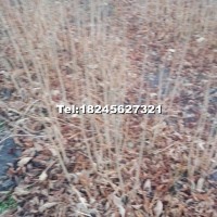 水曲柳2年苗