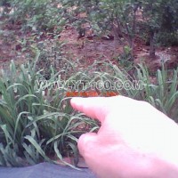 萱草