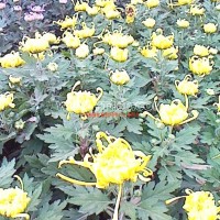 九月菊