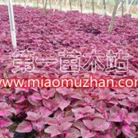 彩葉草