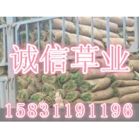 早熟禾草坪