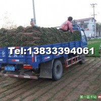 運(yùn)動場草坪