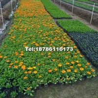 冬季草花
