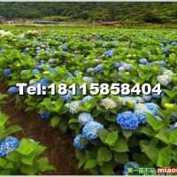 繡球花