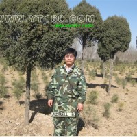 高桿檜柏球