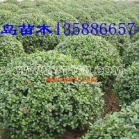 無刺構(gòu)骨球