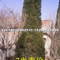 蜀檜