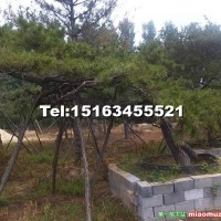 造型黑松