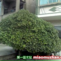 海桐樹