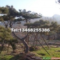 油松