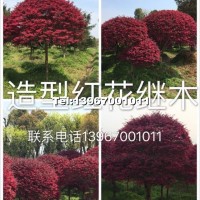 造型紅繼木