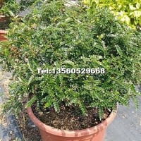 驅(qū)蚊草球