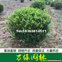 小葉黃楊球