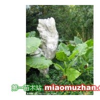 滴水觀音