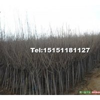 櫻花