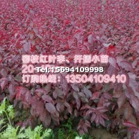 密枝紅葉李