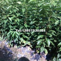 櫻花小苗