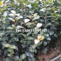 茶花小苗