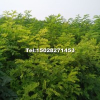 刺槐小苗