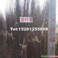紫葉李