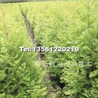 水杉苗、水杉地徑苗