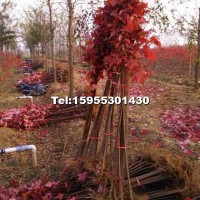 美國紅楓小苗