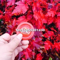 紅冠紅楓小苗