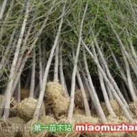 銀杏苗木