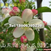 沂蒙垂絲海棠
