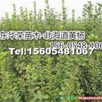 北海道黃楊