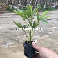 鴨腳木