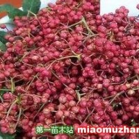 花椒苗