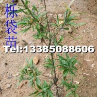 柳葉櫟袋苗