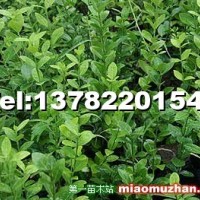 大量銷售衛(wèi)矛