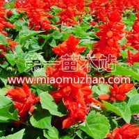 一串紅