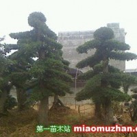 造型榆樹