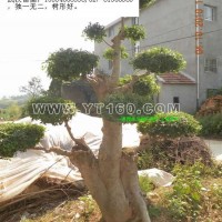 大型柞木樹樁