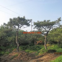 造型景觀松