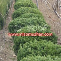 龍柏球