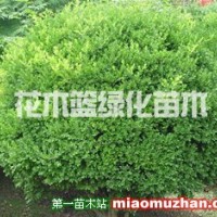 龜甲冬青球