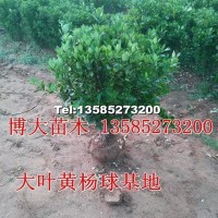 大葉黃楊球